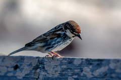 Passer hispaniolensis hispaniolensis