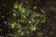 Dermatocarpon luridum