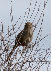 Toxostoma crissale
