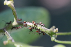 Leptoglossus chilensis
