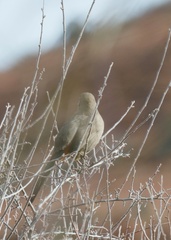 Toxostoma crissale
