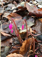 Cyclamen coum
