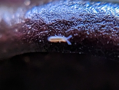 Entomobrya unostrigata