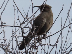 Toxostoma crissale