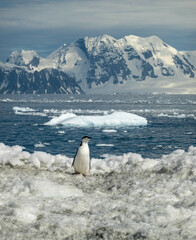 Pygoscelis antarcticus