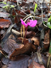 Cyclamen coum