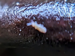 Entomobrya unostrigata