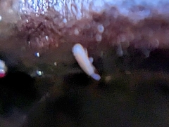 Entomobrya unostrigata