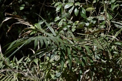 Bactris setosa