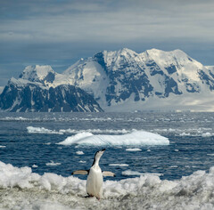 Pygoscelis antarcticus