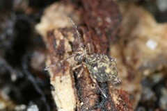 Ptenothrix