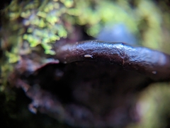 Entomobrya unostrigata