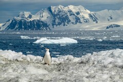 Pygoscelis antarcticus