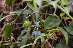 Commelina erecta