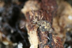 Ptenothrix