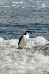 Pygoscelis antarcticus