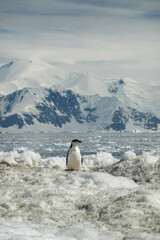 Pygoscelis antarcticus