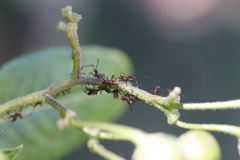 Leptoglossus chilensis