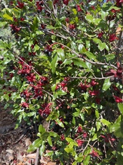 Ochna serrulata