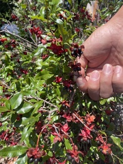 Ochna serrulata