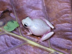 Hyperolius marmoratus taeniatus