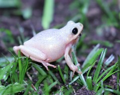 Hyperolius marmoratus taeniatus