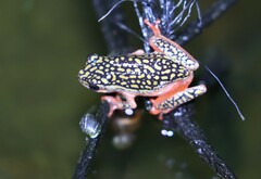 Hyperolius marmoratus taeniatus