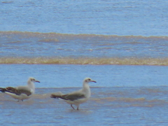 Chroicocephalus cirrocephalus poiocephalus