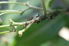 Leptoglossus chilensis