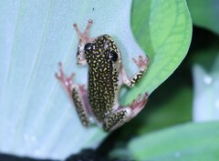 Hyperolius marmoratus taeniatus