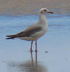 Chroicocephalus cirrocephalus poiocephalus