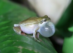 Hyperolius marmoratus taeniatus