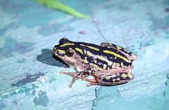 Hyperolius marmoratus taeniatus