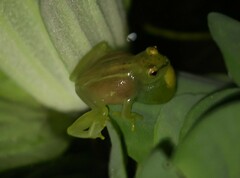 Hyperolius pusillus