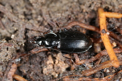 Agonum