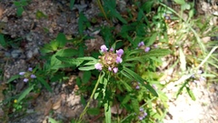 Prunella × intermedia