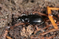 Agonum