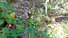 Prunella × intermedia