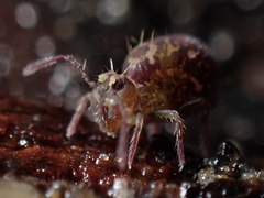 Ptenothrix
