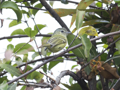 Tolmomyias sulphurescens