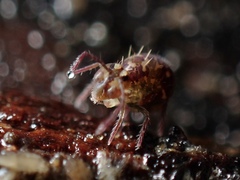 Ptenothrix