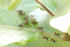 Leptoglossus chilensis