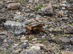 Trachycephalus mesophaeus