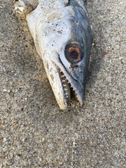 Scomberomorus maculatus