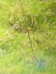 Pheucticus chrysogaster
