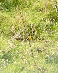 Pheucticus chrysogaster