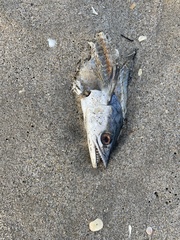 Scomberomorus maculatus