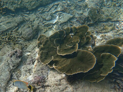 Montipora