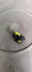 Bombus steindachneri