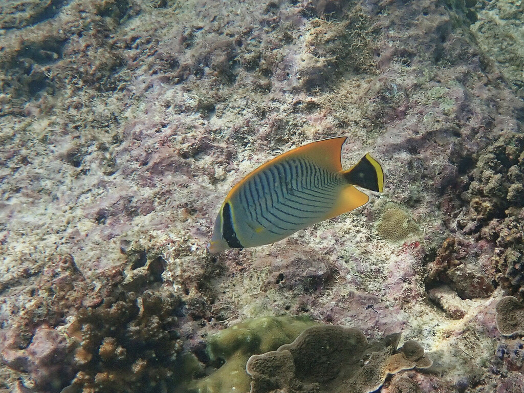 Chevron butterflyfish
